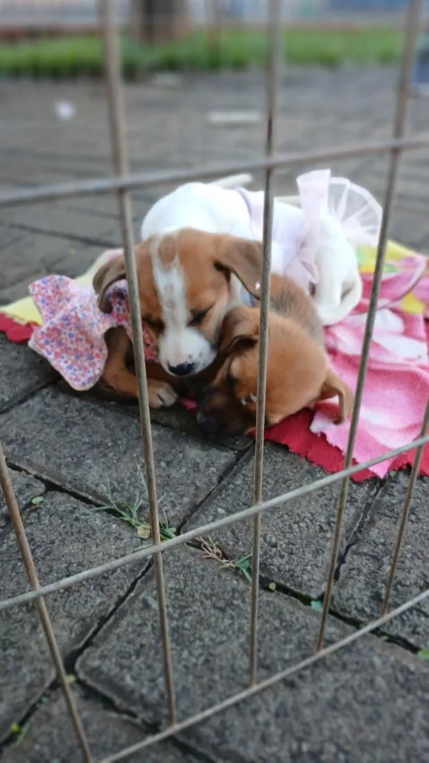 Cachorro raça SRD-ViraLata idade 2 a 6 meses nome Mel e Jade