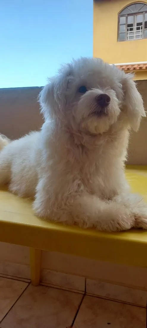 Cachorro raça Poodle idade 5 anos nome floquinho 