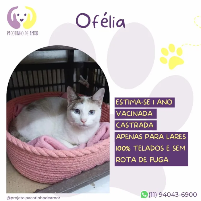 Gato raça SRD-ViraLata idade 1 ano nome Ofélia