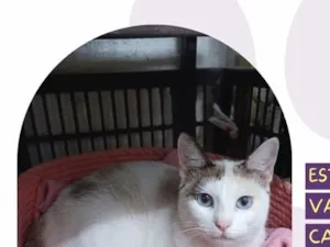 Gato raça SRD-ViraLata idade 1 ano nome Ofélia