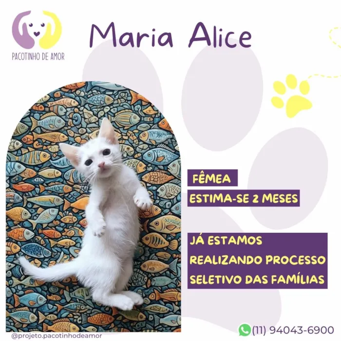 Gato raça SRD-ViraLata idade 2 a 6 meses nome Maria Alice