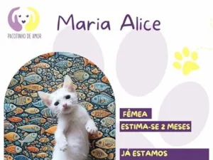 Gato raça SRD-ViraLata idade 2 a 6 meses nome Maria Alice