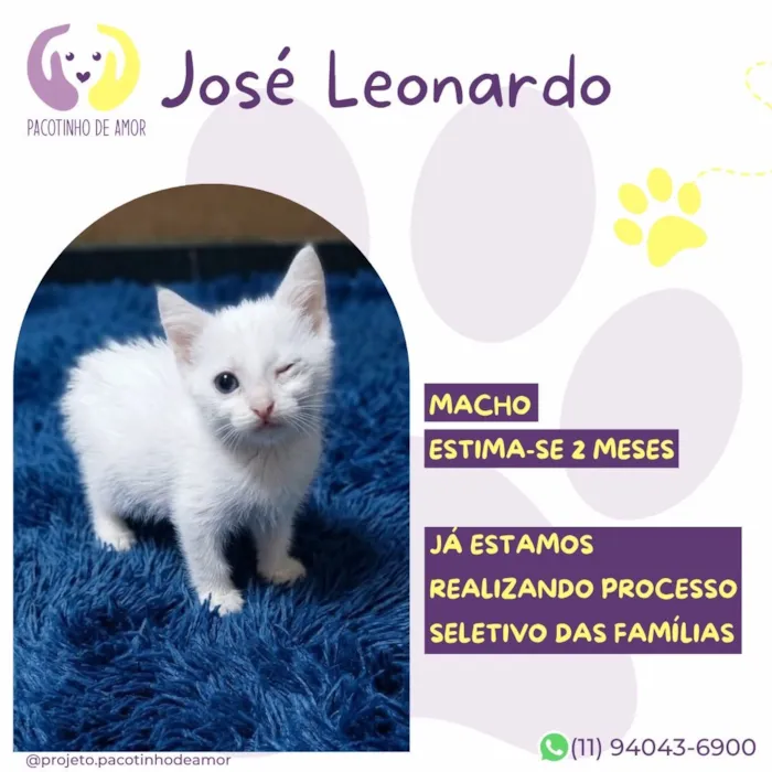 Gato raça SRD-ViraLata idade 2 a 6 meses nome José Leonardo