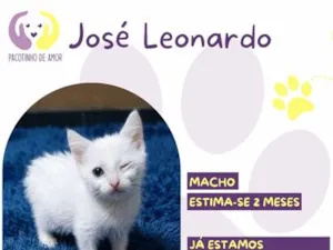 Gato raça SRD-ViraLata idade 2 a 6 meses nome José Leonardo
