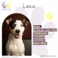 Laika