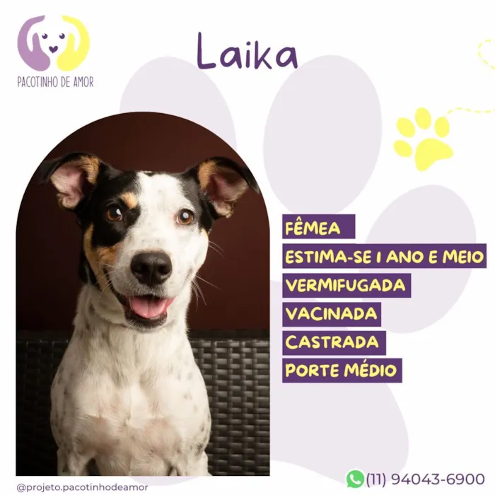 Cachorro raça SRD-ViraLata idade 1 ano nome Laika