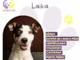 Laika