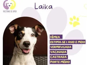 Cachorro raça SRD-ViraLata idade 1 ano nome Laika