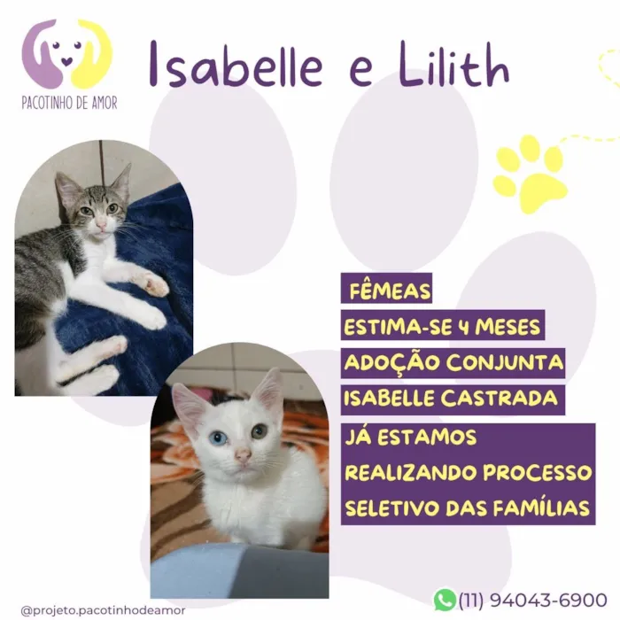Gato raça SRD-ViraLata idade 2 a 6 meses nome Isabelle e Lilith