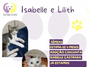 Gato raça SRD-ViraLata idade 2 a 6 meses nome Isabelle e Lilith