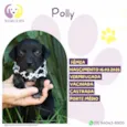 Polly
