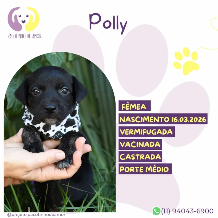 Cachorro raça SRD-ViraLata idade 7 a 11 meses nome Polly