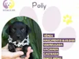 Polly