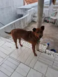 bela