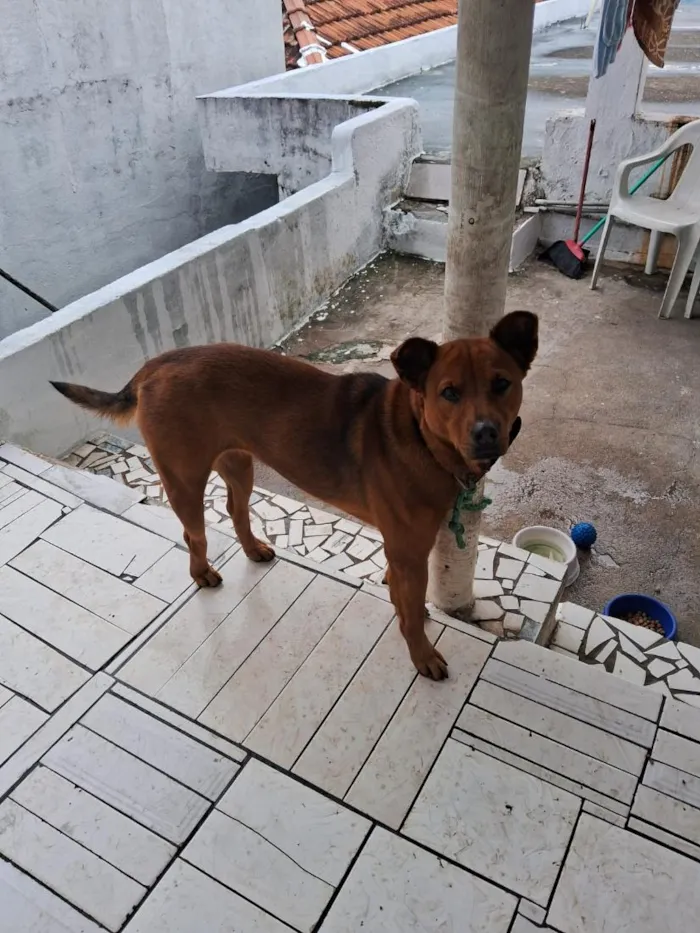 Cachorro raça Labrador idade 2 anos nome bela