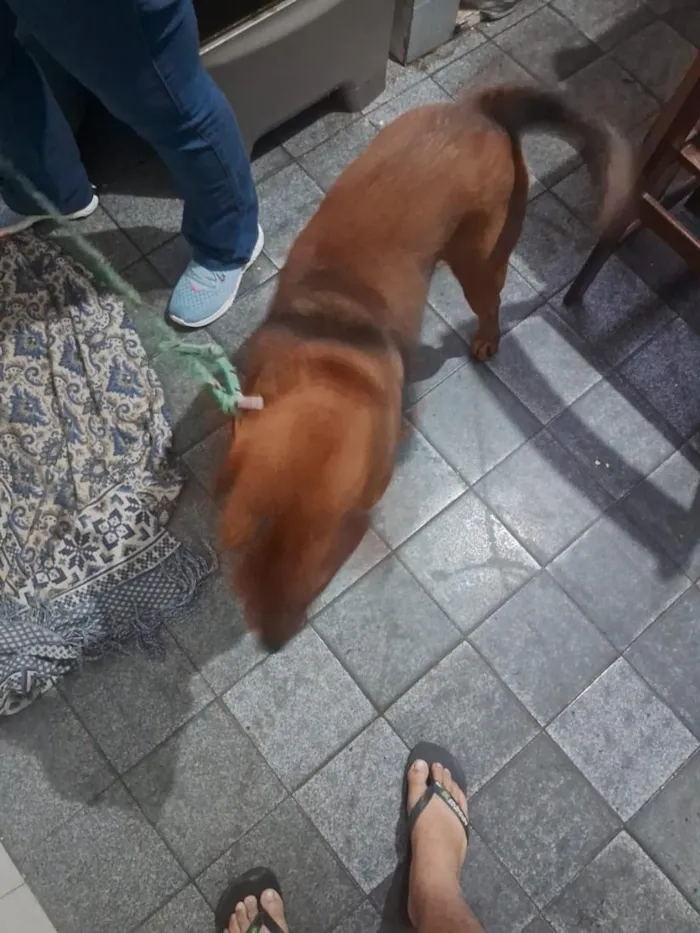 Cachorro raça Labrador idade 2 anos nome bela
