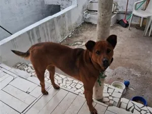 Cachorro raça Labrador idade 2 anos nome bela