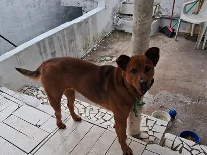 Cachorro raça Labrador idade 2 anos nome bela