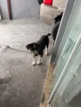 Bo