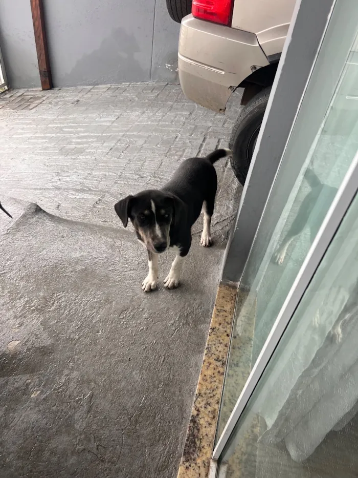 Cachorro raça SRD-ViraLata idade 2 a 6 meses nome Bo