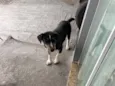 Bo