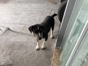 Cachorro raça SRD-ViraLata idade 2 a 6 meses nome Bo