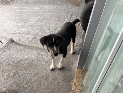 Cachorro raça SRD-ViraLata idade 2 a 6 meses nome Bo
