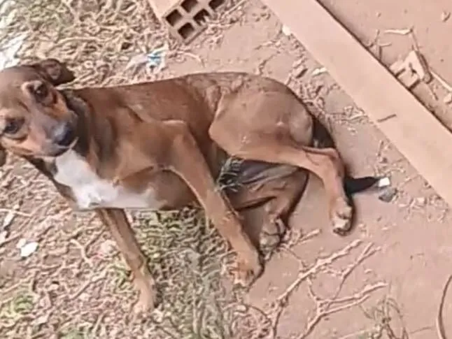 Cachorro raça SRD-ViraLata idade 7 a 11 meses nome Sem nome