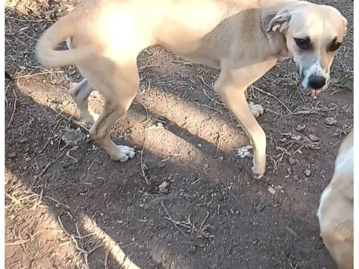 Cachorro raça SRD-ViraLata idade 7 a 11 meses nome Branquinho