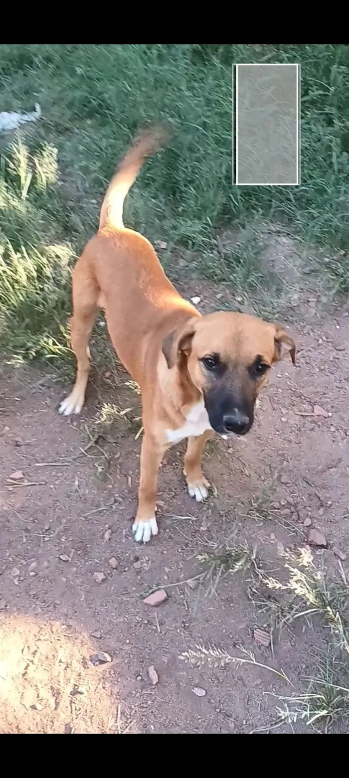 Cachorro raça SRD-ViraLata idade 7 a 11 meses nome Dourado