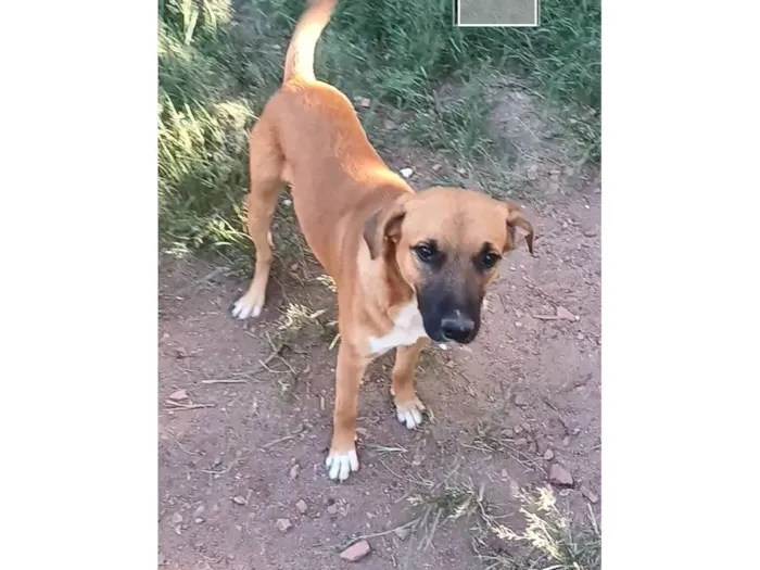 Cachorro raça SRD-ViraLata idade 7 a 11 meses nome Dourado