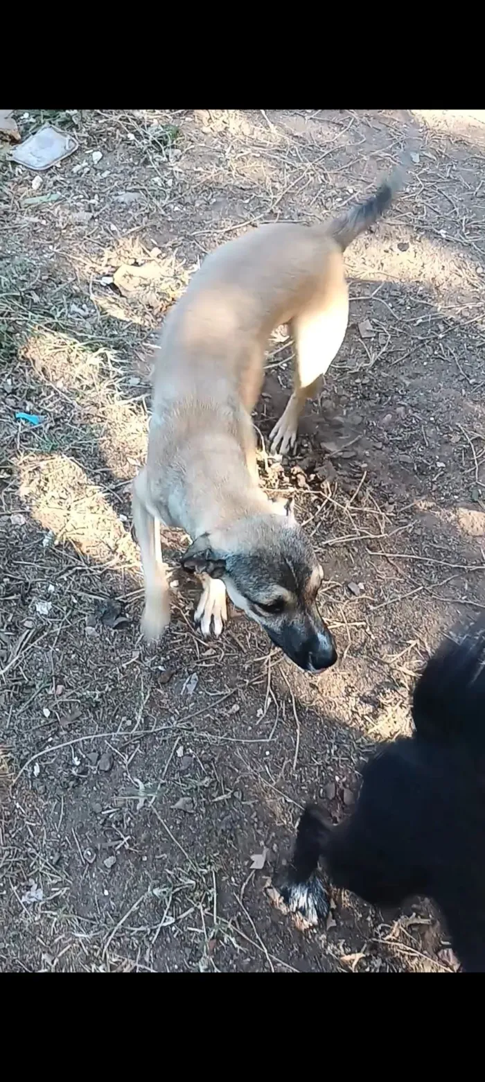 Cachorro raça SRD-ViraLata idade 7 a 11 meses nome Cinza