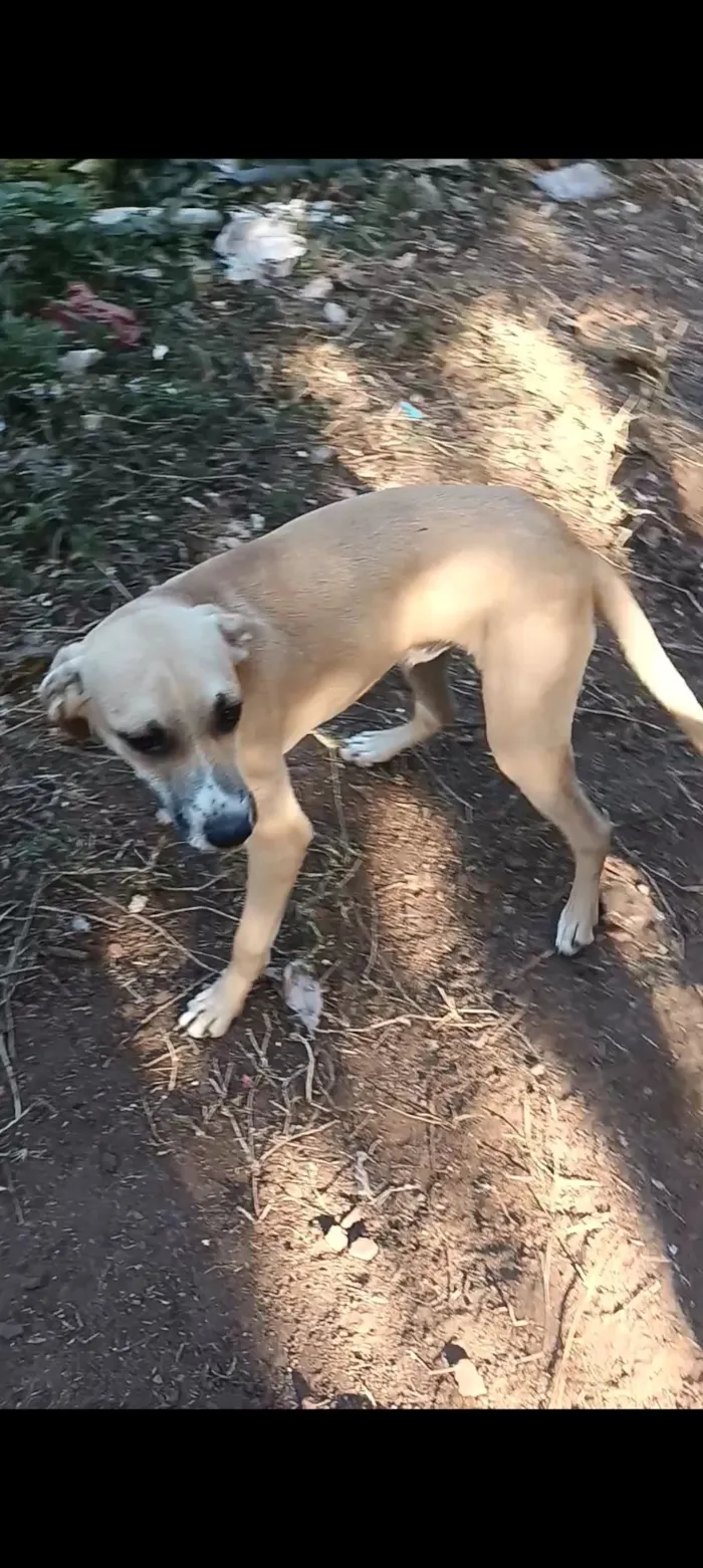 Cachorro raça SRD-ViraLata idade 7 a 11 meses nome Branquinho