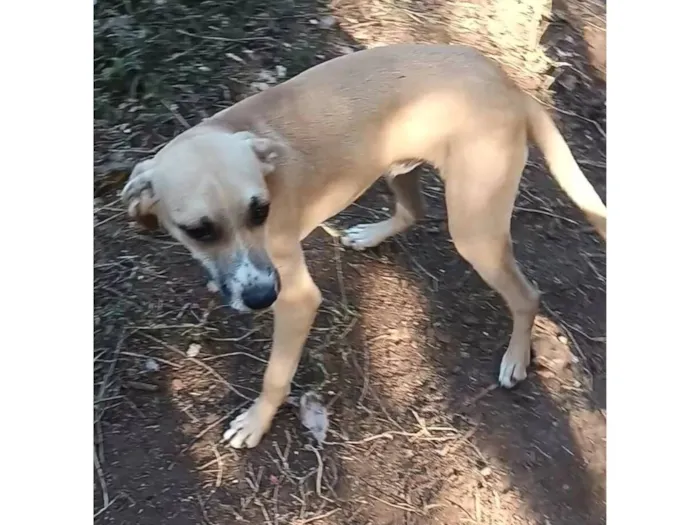 Cachorro raça SRD-ViraLata idade 7 a 11 meses nome Branquinho