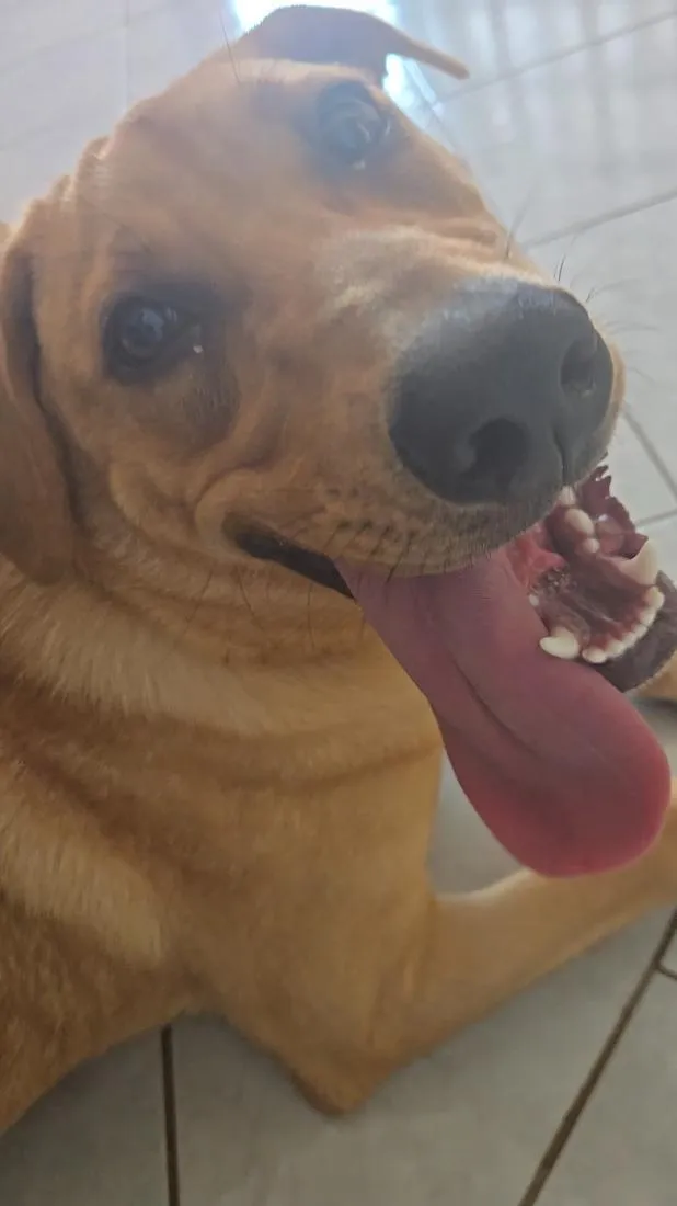 Cachorro raça SRD-ViraLata idade 7 a 11 meses nome Chicote