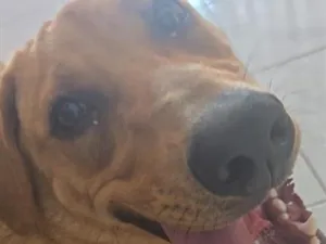 Cachorro raça SRD-ViraLata idade 7 a 11 meses nome Chicote