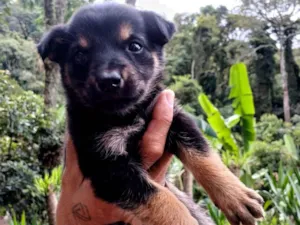 Cachorro raça SRD-ViraLata idade Abaixo de 2 meses nome sem nome por enquanto 