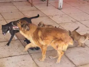 Cachorro raça SRD-ViraLata idade 2 a 6 meses nome Mel