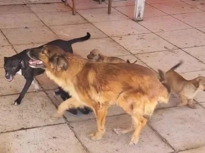 Cachorro raça SRD-ViraLata idade 2 a 6 meses nome Mel