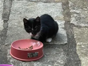Gato raça SRD-ViraLata idade Abaixo de 2 meses nome Black 