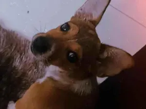 Cachorro raça SRD-ViraLata idade 1 ano nome Mel