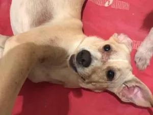 Cachorro raça SRD-ViraLata idade 7 a 11 meses nome Lilly