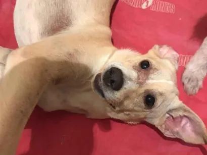 Cachorro raça SRD-ViraLata idade 7 a 11 meses nome Lilly