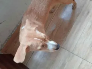 Cachorro raça SRD-ViraLata idade 2 a 6 meses nome Aurora