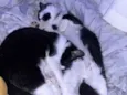 Tom e frajola