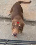 Zuma