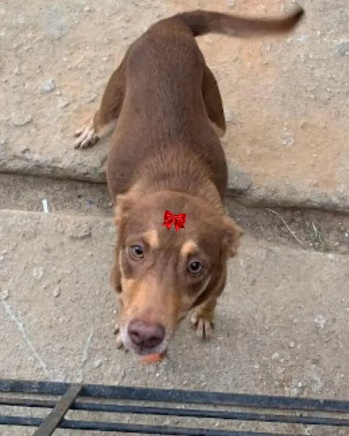 Cachorro raça SRD-ViraLata idade 3 anos nome Zuma