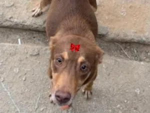 Cachorro raça SRD-ViraLata idade 3 anos nome Zuma