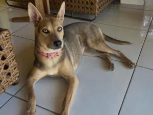Cachorro raça SRD-ViraLata idade 1 ano nome Mel