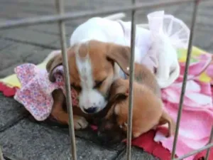 Cachorro raça SRD-ViraLata idade 2 a 6 meses nome Mel e Jade